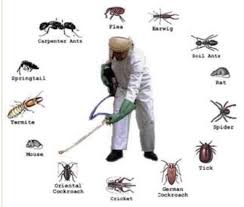 Comparing The Top Options Of Professional Termite Exterminators